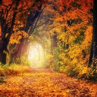 Les saisons de vie. Avez vous pensé au coaching pour dépasser vos peurs, vos croyances limitantes et créer la vie qui vous inspire ?